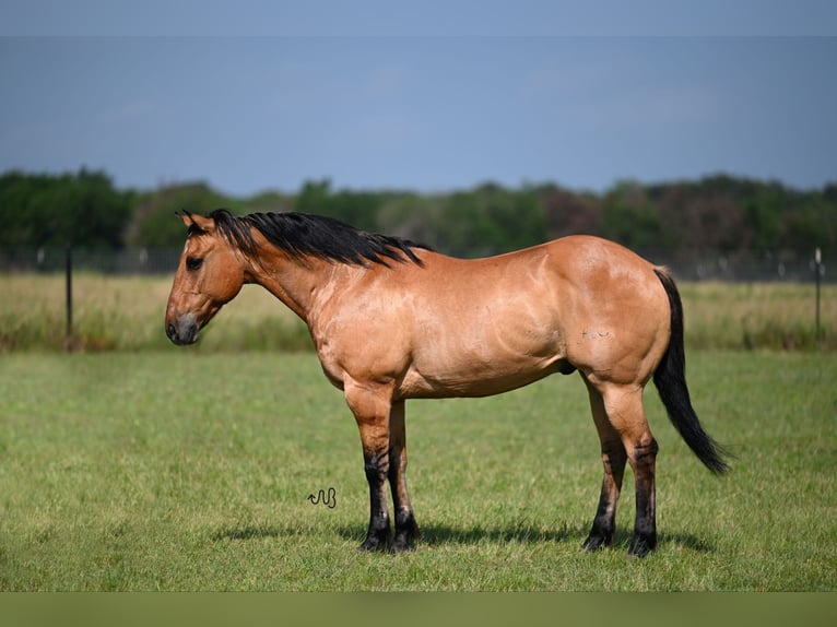 American Quarter Horse Castrone 14 Anni 152 cm Falbo in Kaufman