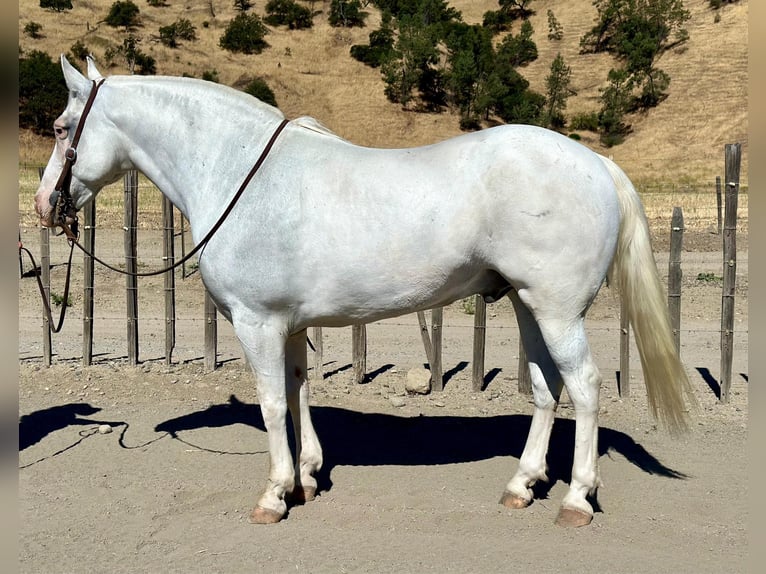 American Quarter Horse Castrone 14 Anni 152 cm Grigio in Bitterwater CA