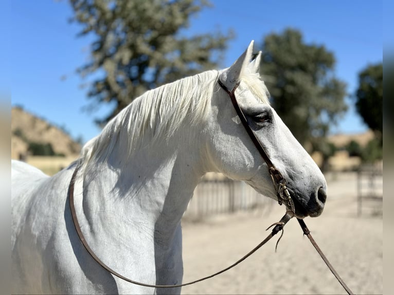 American Quarter Horse Castrone 14 Anni 152 cm Grigio in Bitterwater CA