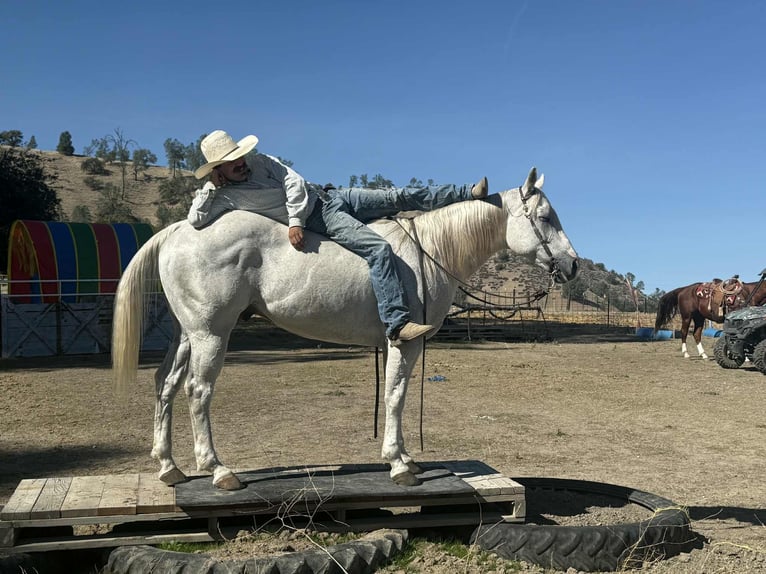 American Quarter Horse Castrone 14 Anni 152 cm Grigio in Paicines CA