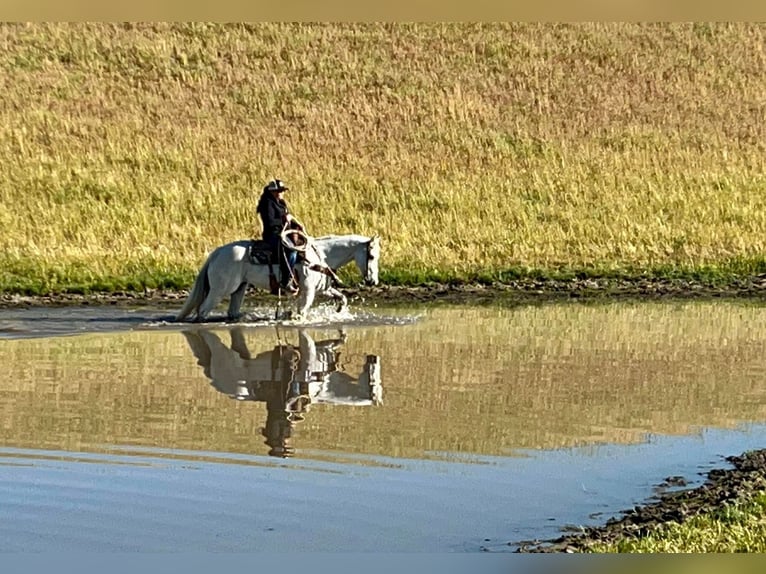 American Quarter Horse Castrone 14 Anni 152 cm Grigio in Paicines CA