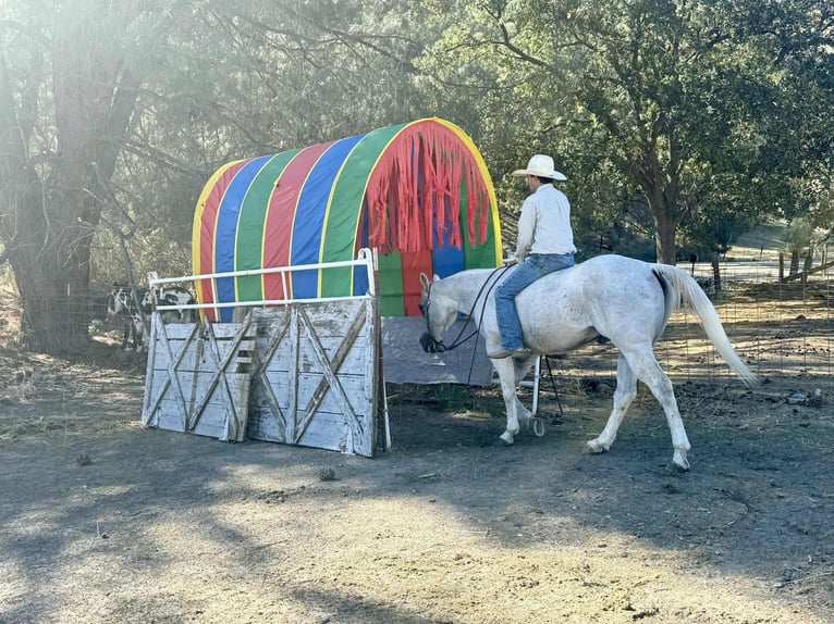 American Quarter Horse Castrone 14 Anni 152 cm Grigio in Paicines CA