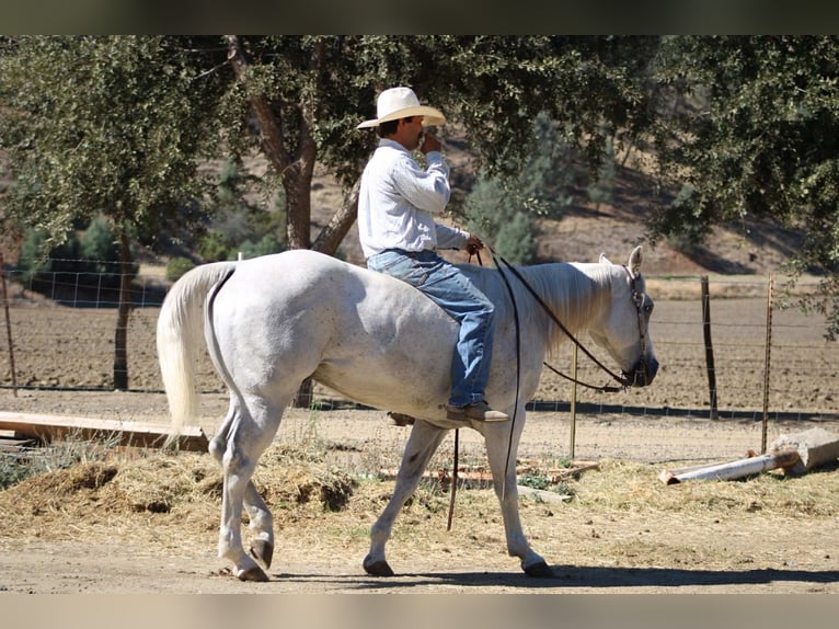 American Quarter Horse Castrone 14 Anni 152 cm Grigio in Paicines CA