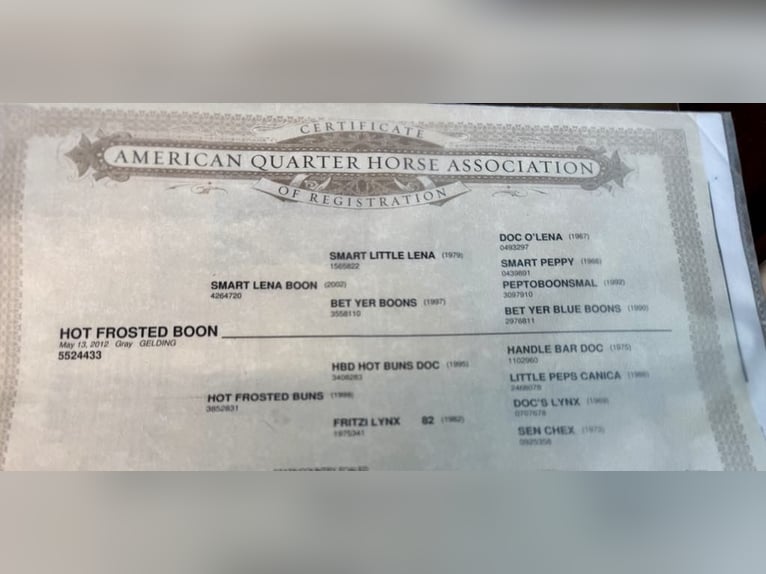 American Quarter Horse Castrone 14 Anni 152 cm Grigio in Paicines CA