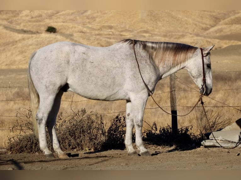American Quarter Horse Castrone 14 Anni 152 cm Grigio in Paicines CA
