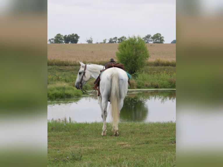 American Quarter Horse Castrone 14 Anni 152 cm Grigio in Charleston