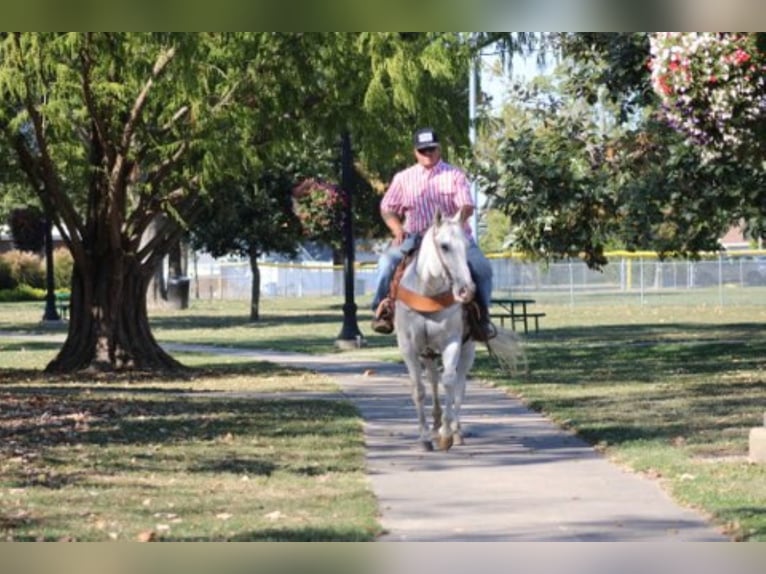 American Quarter Horse Castrone 14 Anni 152 cm Grigio in Charleston