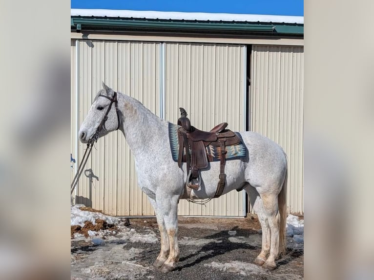 American Quarter Horse Castrone 14 Anni 152 cm Grigio in Ringgold