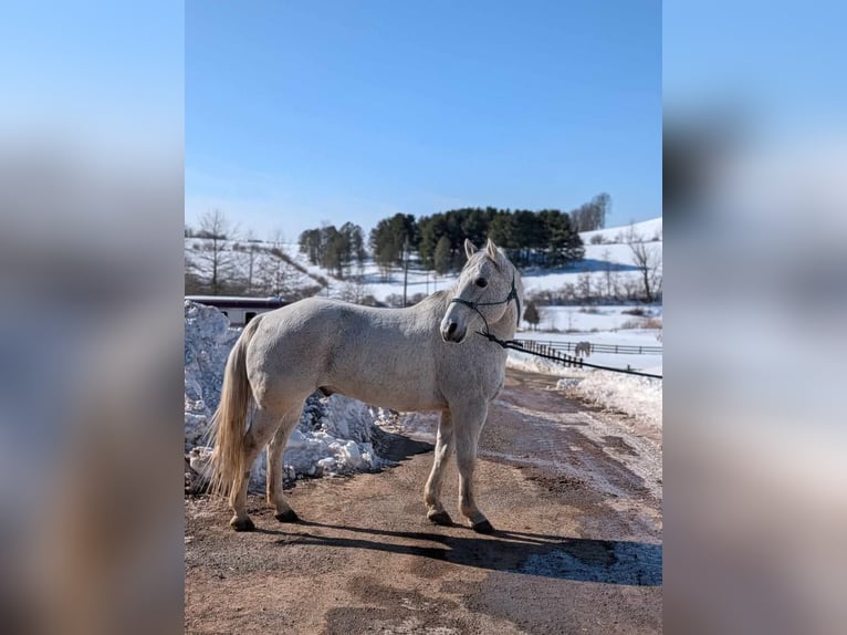 American Quarter Horse Castrone 14 Anni 152 cm Grigio in Ringgold