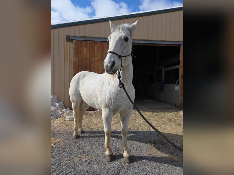 American Quarter Horse Castrone 14 Anni 152 cm Grigio in Ringgold