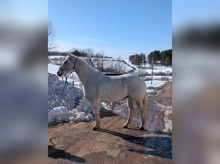 American Quarter Horse Castrone 14 Anni 152 cm Grigio in Ringgold