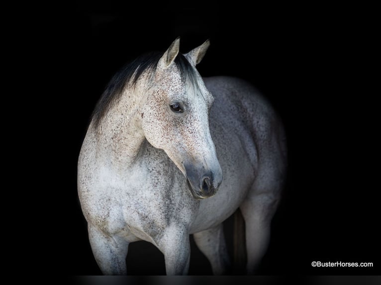 American Quarter Horse Castrone 14 Anni 152 cm Grigio in Weatherford TX