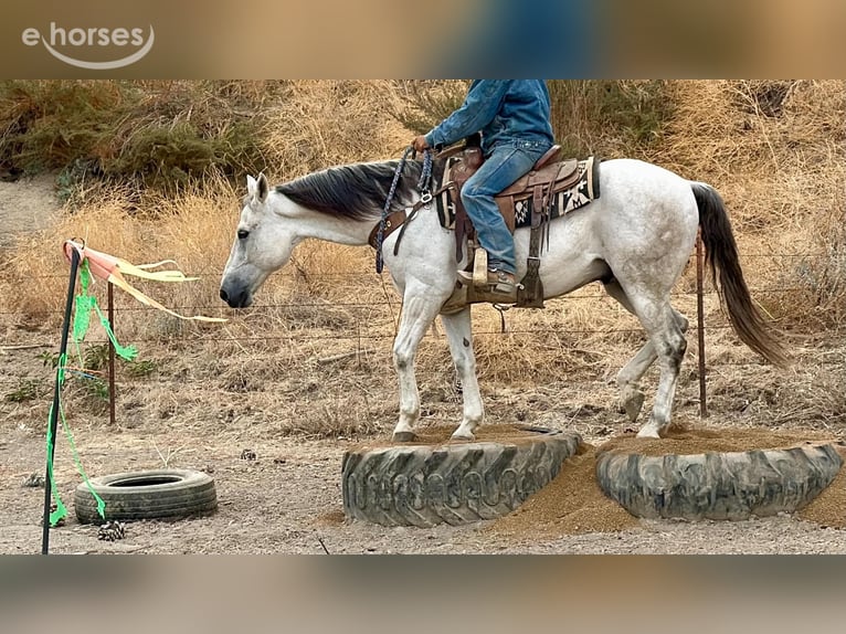 American Quarter Horse Castrone 14 Anni 152 cm Grigio in Tres Pinos
