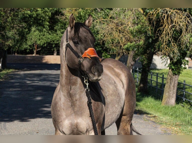 American Quarter Horse Castrone 14 Anni 152 cm Grullo in HIckman CA