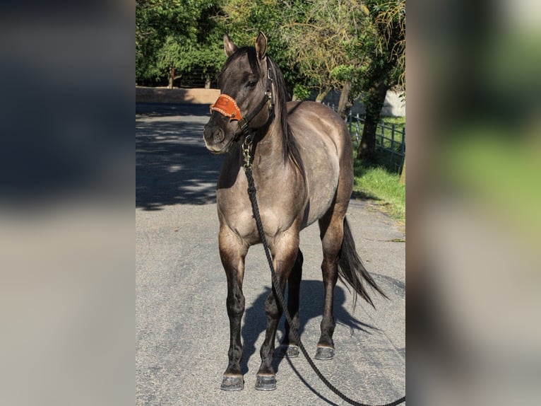 American Quarter Horse Castrone 14 Anni 152 cm Grullo in HIckman CA