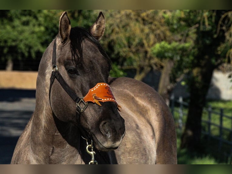 American Quarter Horse Castrone 14 Anni 152 cm Grullo in HIckman CA