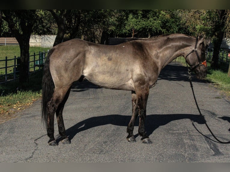American Quarter Horse Castrone 14 Anni 152 cm Grullo in HIckman CA