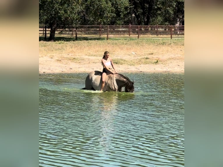 American Quarter Horse Castrone 14 Anni 152 cm Grullo in Lipan