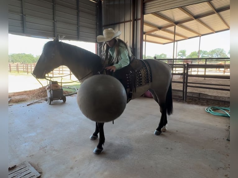 American Quarter Horse Castrone 14 Anni 152 cm Grullo in Lipan