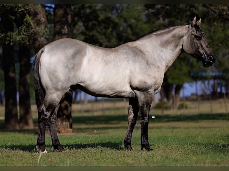 American Quarter Horse Castrone 14 Anni 152 cm Grullo in Lipan