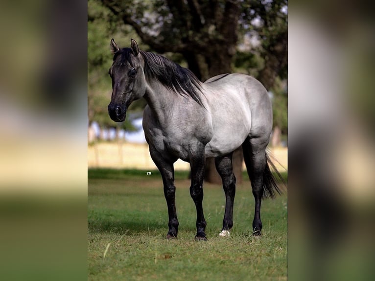 American Quarter Horse Castrone 14 Anni 152 cm Grullo in Lipan