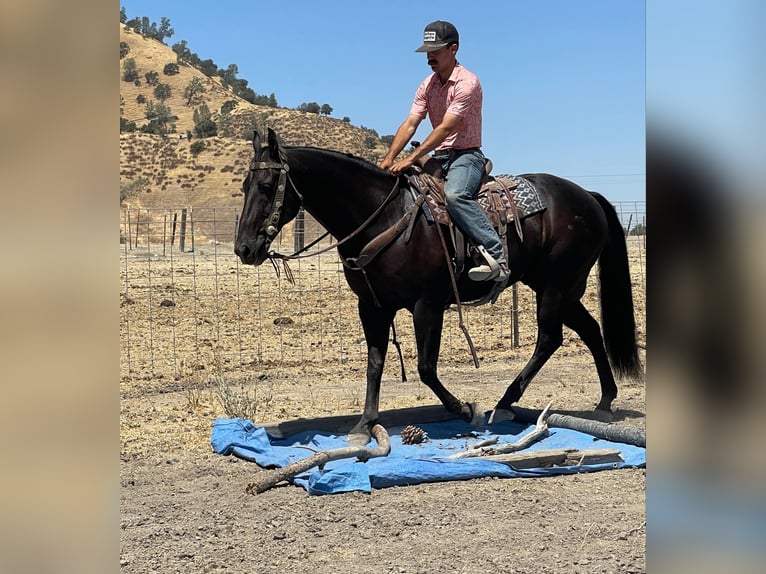 American Quarter Horse Castrone 14 Anni 152 cm Morello in Paicines CA