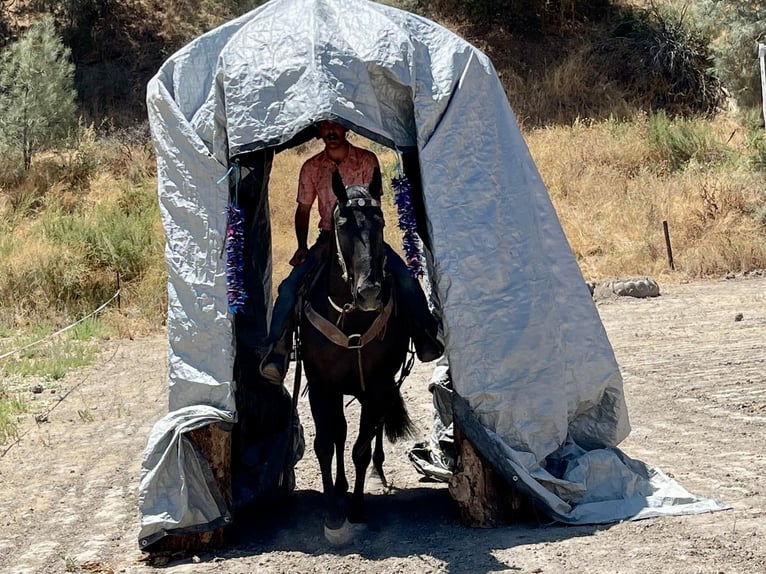 American Quarter Horse Castrone 14 Anni 152 cm Morello in Paicines CA