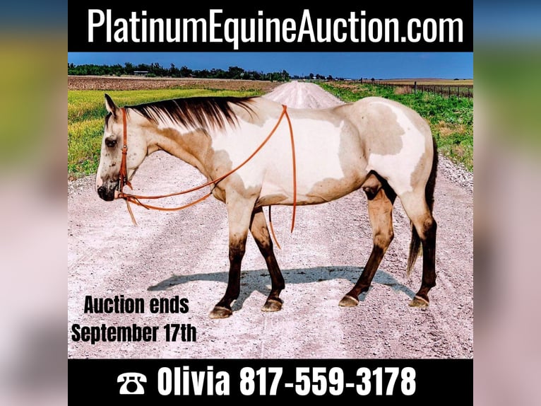 American Quarter Horse Castrone 14 Anni 152 cm Overo-tutti i colori in Weatherford TX