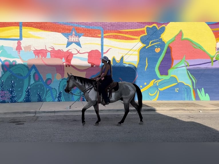 American Quarter Horse Castrone 14 Anni 152 cm Overo-tutti i colori in Weatherford TX