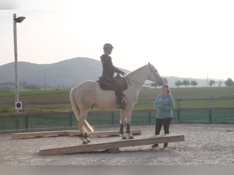 American Quarter Horse Castrone 14 Anni 152 cm Palomino in Rheinfelden