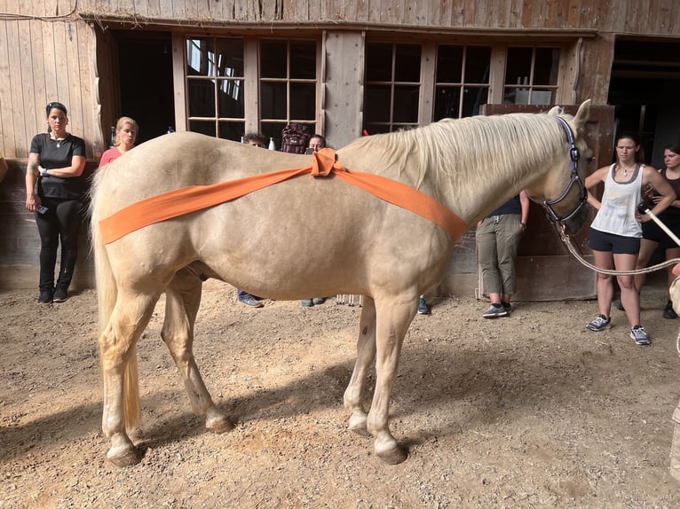 American Quarter Horse Castrone 14 Anni 152 cm Palomino in Rheinfelden