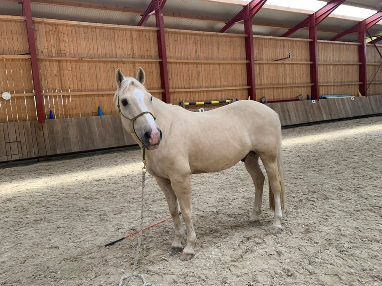 American Quarter Horse Castrone 14 Anni 152 cm Palomino in Rheinfelden
