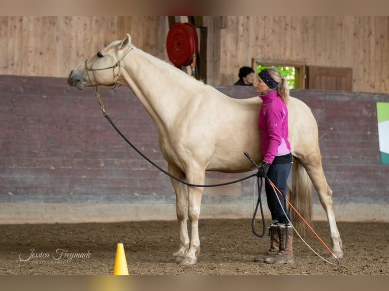 American Quarter Horse Castrone 14 Anni 152 cm Palomino in Rheinfelden