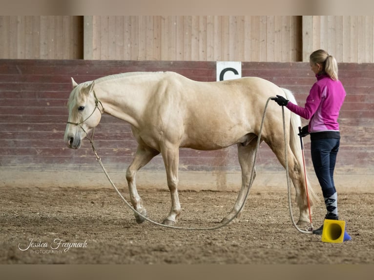 American Quarter Horse Castrone 14 Anni 152 cm Palomino in Rheinfelden