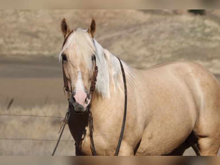 American Quarter Horse Castrone 14 Anni 152 cm Palomino in Paicines CA