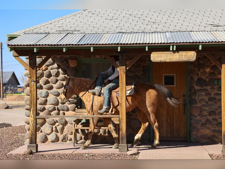 American Quarter Horse Castrone 14 Anni 152 cm Palomino in Camp Verde AZ