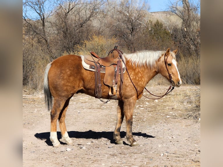 American Quarter Horse Castrone 14 Anni 152 cm Palomino in Camp Verde AZ