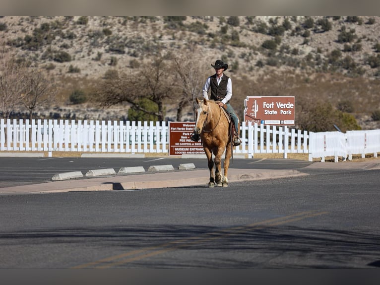 American Quarter Horse Castrone 14 Anni 152 cm Palomino in Camp Verde AZ