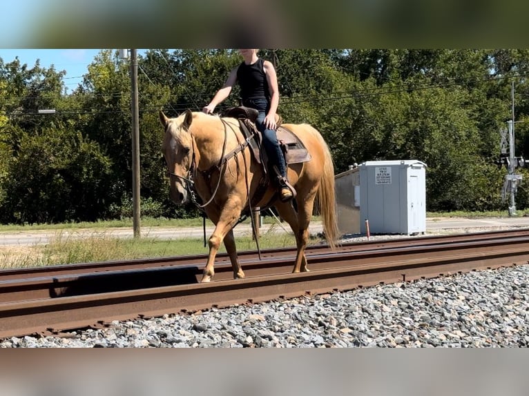 American Quarter Horse Castrone 14 Anni 152 cm Palomino in Weatherford, TX