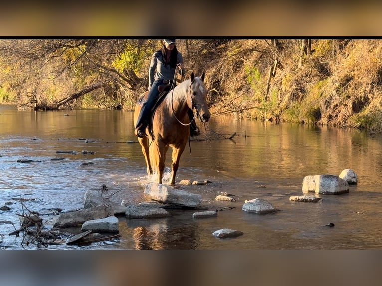 American Quarter Horse Castrone 14 Anni 152 cm Palomino in Weatherford, TX