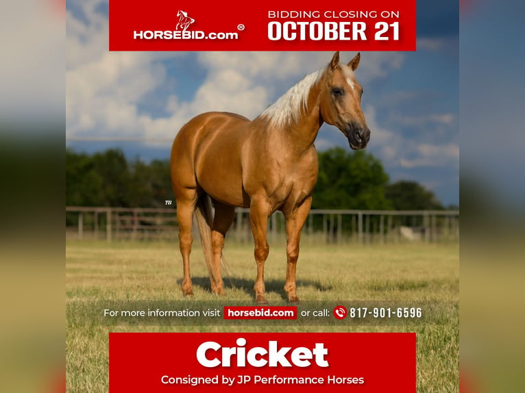 American Quarter Horse Castrone 14 Anni 152 cm Palomino in Weatherford, TX