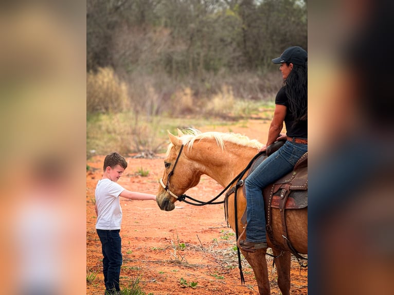 American Quarter Horse Castrone 14 Anni 152 cm Palomino in Weatherford, TX