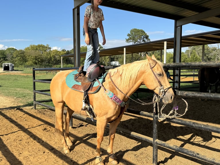 American Quarter Horse Castrone 14 Anni 152 cm Palomino in Weatherford, TX