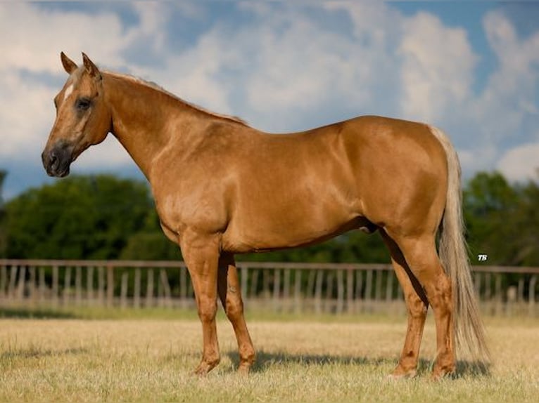 American Quarter Horse Castrone 14 Anni 152 cm Palomino in Weatherford, TX