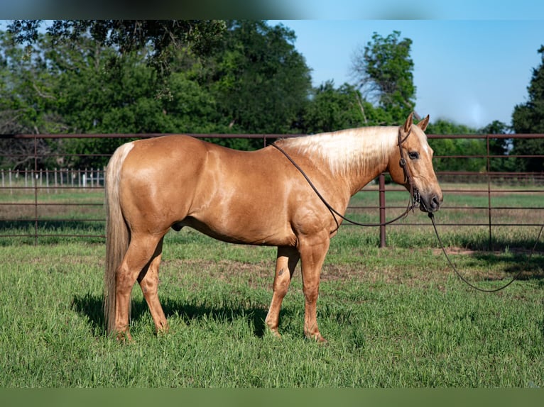 American Quarter Horse Castrone 14 Anni 152 cm Palomino in Weatherford, TX