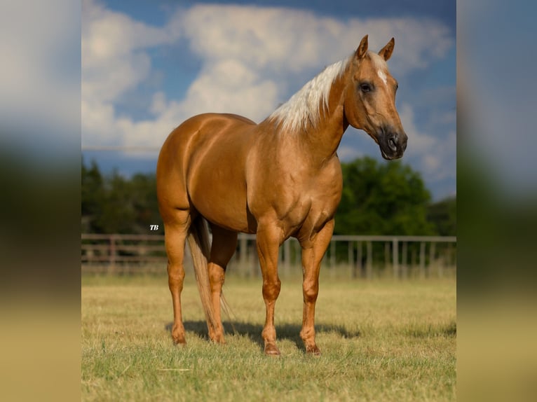 American Quarter Horse Castrone 14 Anni 152 cm Palomino in Weatherford, TX