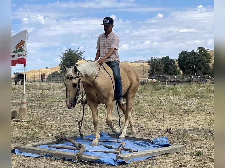 American Quarter Horse Castrone 14 Anni 152 cm Palomino in Paicines CA