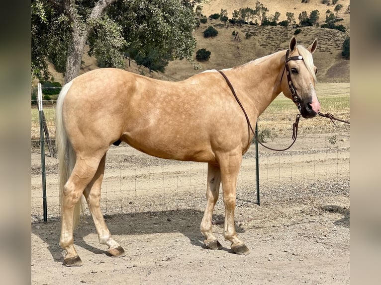 American Quarter Horse Castrone 14 Anni 152 cm Palomino in Paicines CA