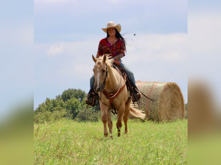 American Quarter Horse Castrone 14 Anni 152 cm Palomino in Willis Point TX