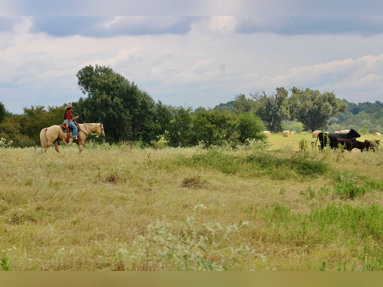 American Quarter Horse Castrone 14 Anni 152 cm Palomino in Willis Point TX